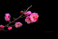 红梅一组(祝贺帖)