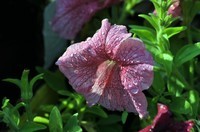 该头也能出好片2