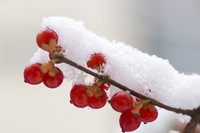 雪趣1