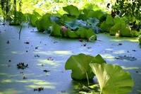 新手第二次发图~多多指教