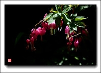 三月.我家合苞初开放