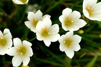 【原创】荷花、睡莲、石蒜