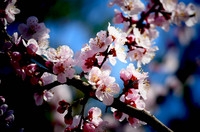 莱卡蓝-玉渊潭拍樱花(风大!有影响)