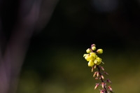 650D+小痰盂,初春下的梅花
