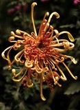菊花开放-------------秋天午后暖阳菊花