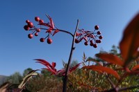 红果 花蕊 纪念碑
