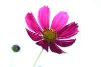 格桑花