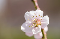 公司门前那些花儿