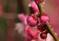 岁寒遇嫣红,含苞披雨露----梅花逆光之美