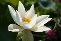 圆明园荷花