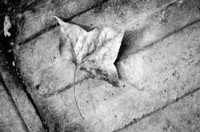 植物园掠影~~冬天的气息!