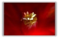 花卉