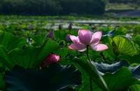 【今年最后一批荷花】