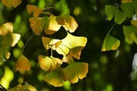 张家山公园之斜阳