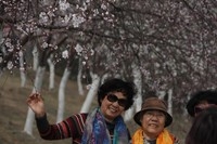 #ZOL月赛-微笑#桃花与笑脸