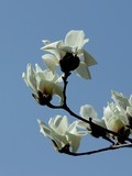 白玉兰花