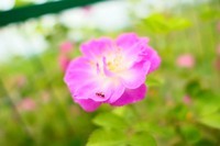 周末出门,微距拍花