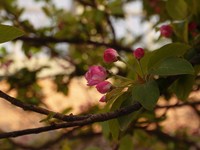 清明探花