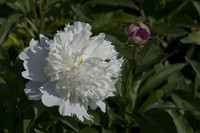 白芍药