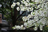 花舞成都——府河边的春天