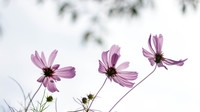 小花