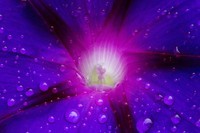 牵牛花(一)