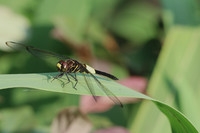 170713小二黑晨拍!