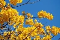 春日的华南农业大学