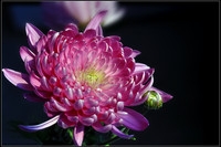 一组花卉庆新春