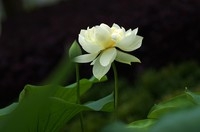 假日游园随拍