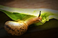 蜗牛点滴