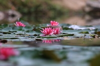 水莲一组dpp稍作调整