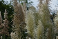 V-LUX  又是一年芦花开