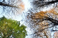 上海市 滨江森林公园拍摄 多多指教!