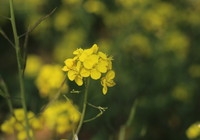 《初春油菜花》
