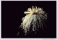 初次入坛——广州菊展