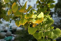 松下LX10拍的树叶和桂花。。。。。