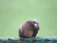 梳理