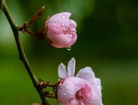 梅花朵朵开