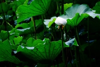 发几张近日所拍荷花 D5200+18-105套头