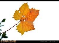 冬日残叶别样黄