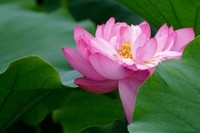 徕卡V-Lux(Typ 114)试荷花