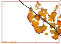 冬日残叶别样黄(二)