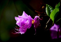 红螺寺之旅-杜鹃花