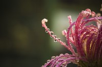 秋菊