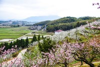 建宁县桃梨园风光