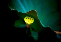 雨后拍花别样红,水中倒影荷花红!