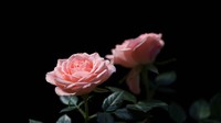 百微花卉一组