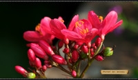 一组小花