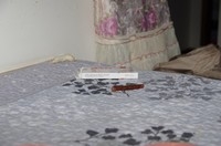 请教宾得540跳闪过曝的问题